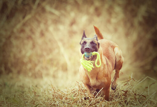 En glad belgisk hyrdehund (malinois) på tur med et stykke legetøj