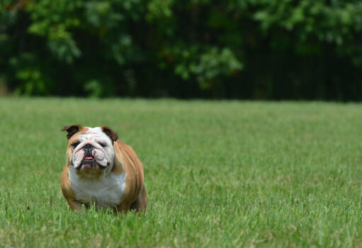En dejlig voksen engelsk bulldog, der nyder lidt motion på græsset