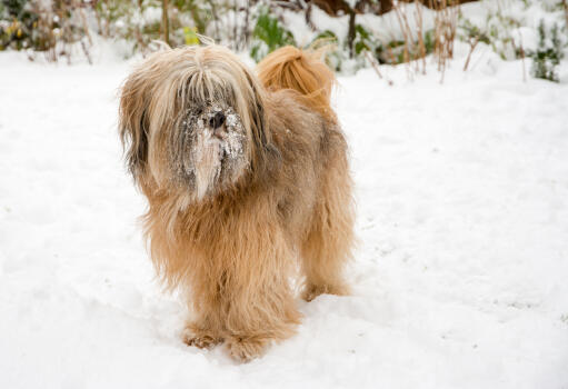 En tibetansk terrier med en smuk, lang frynse, der leger i Snow