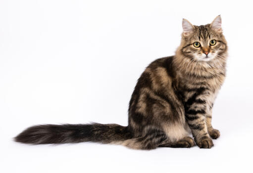 Identificere Rådgiver Hej Sibirisk kat | Cat Breeds