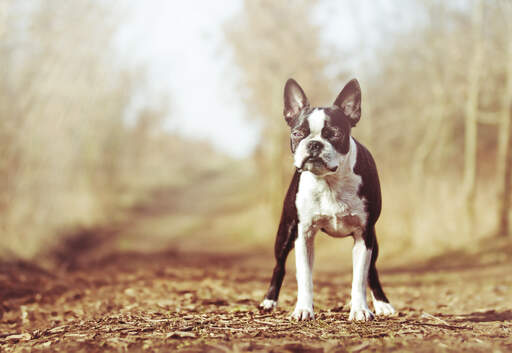 En vidunderlig, lille boston terrier, der står oprejst og venter på en kommando