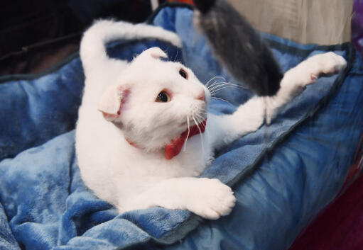 Hvid ukrainsk levkoy kat i en blå katteseng