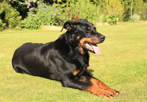 Beauceron | Dog Breeds