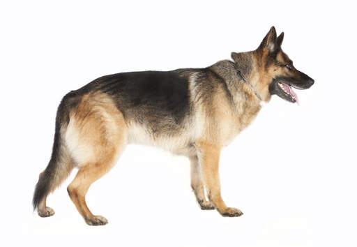 En voksen schæferhund med en dejlig tyk pels