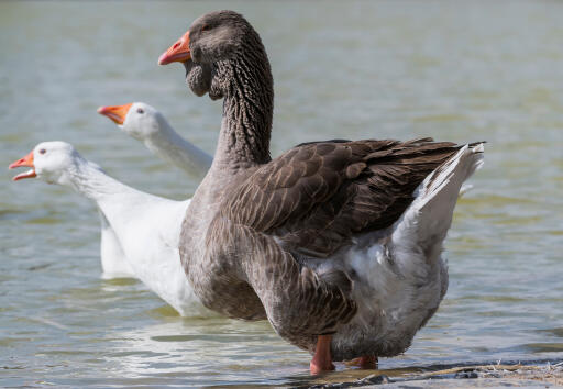 Toulouse Goose padler i vandet