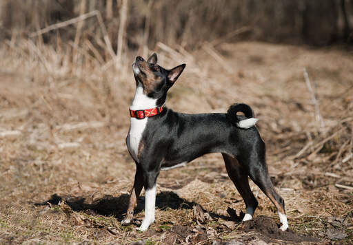 En ung, sort basenji med smukke spidse ører