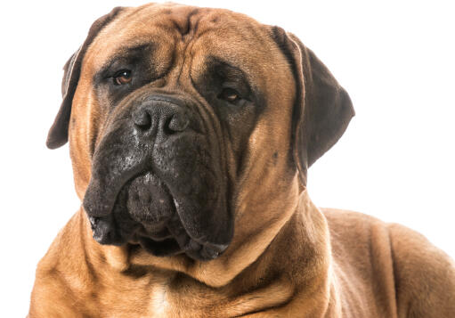 Et nærbillede af en bullmastiff's typiske rynkede ansigt