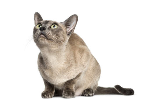 En tonkinese kat, der ser meget nysgerrig ud