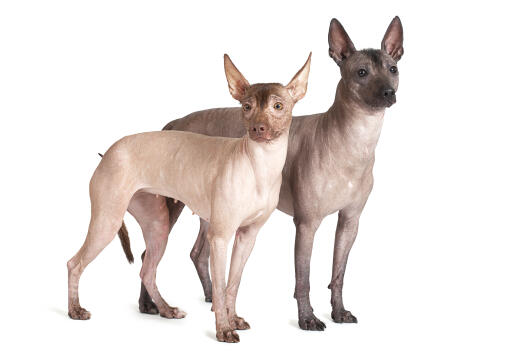 To mexicanske hårløse hunde side om side, der ser nysgerrige ud