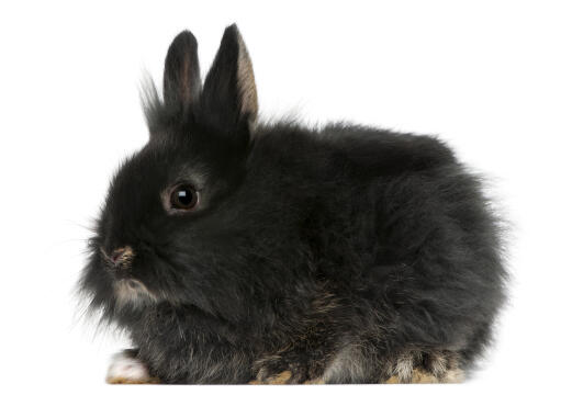En smuk lille fluffy løvehovedkanin med blød sort pels