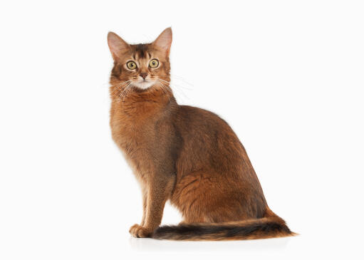Den somaliske kat er en langhåret abyssinian kat