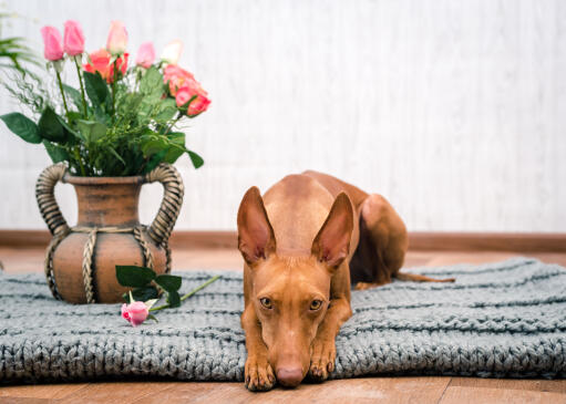 Sød cirneco dell'etna, der lægger sig ved siden af en vase med blomster