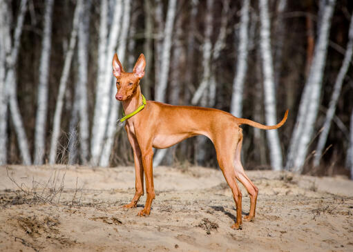 Cirneco dell'etna hund, der står i en lysning med sand