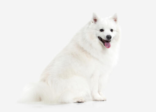 En sund og rask voksen japansk spitz med en utrolig tyk hvid pels