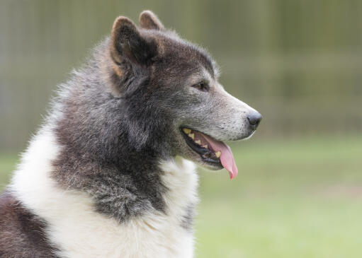 Nærbillede af canadisk eskimo-hund i sideprofil