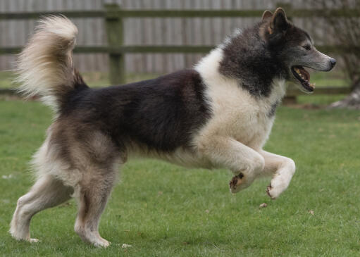 Canadisk eskimo-hund løber legende