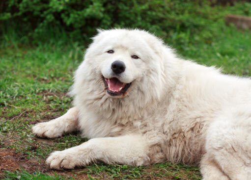 En stor, strittende maremma fårehund, der ligger ned