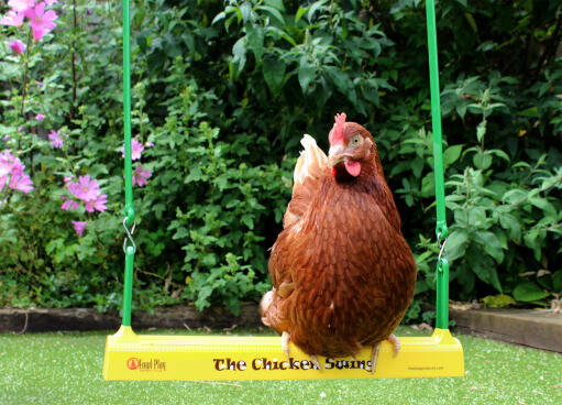 Hold din kylling underholdt med en hønsegynge!