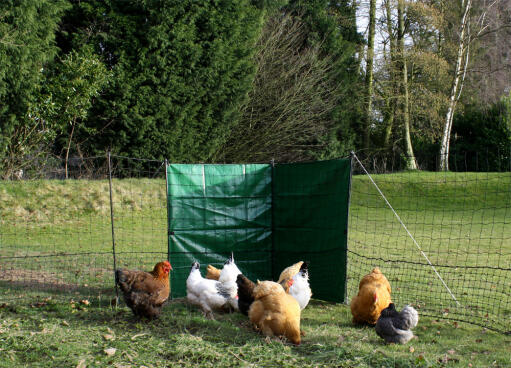 Give hønsene et beskyttet sted at færdes i
