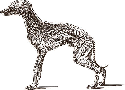 En scetch af en italiensk greyhound