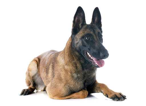 En moden voksen belgisk malinois