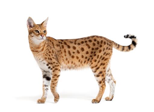 foder Baron Serrated Savannah kat | Cat Breeds