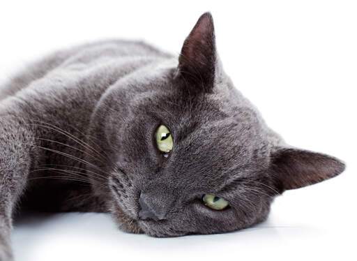 log sanger Afgift Russian Blue kat | Cat Breeds