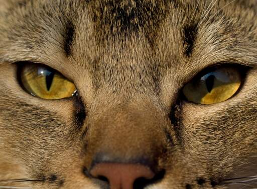 Det smukke ansigt af en pixie bob kat