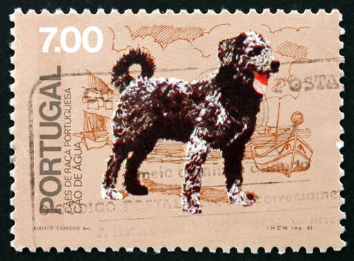 Et frimærke af en portugisisk vandhund
