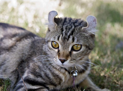 Highlander-katte har karakteristiske krøllede ører