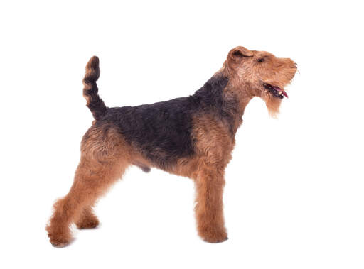 En welsh terrier han, der viser sin smukke korte krop og sine lange ben