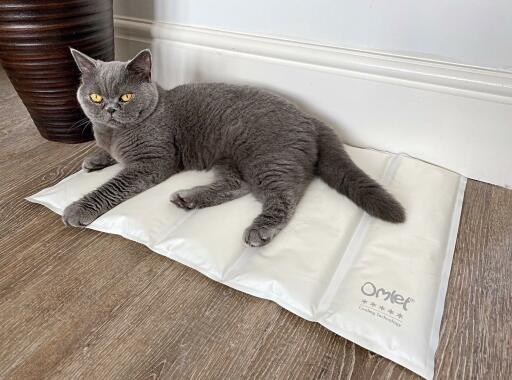 Uafhængighed Hoved Faktisk Omlet Cooling Mat for Cats Medium - Grey and Cream | Omlet