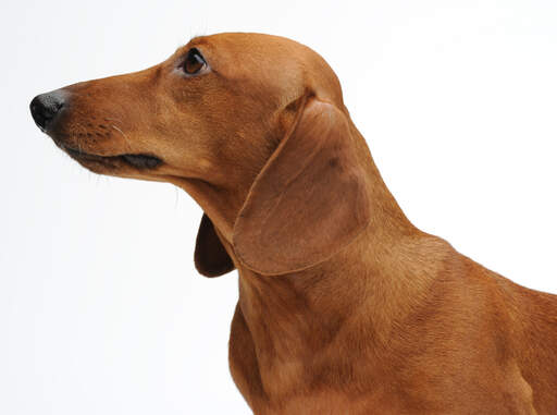 Den typiske lange næse af smukke, brune gravhunde
