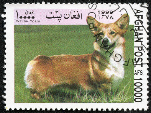 En cardigan welsh corgi på et afghansk frimærke