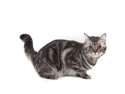 venstre Elemental vinter Amerikansk korthår kat | Cat Breeds