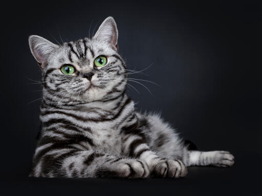 barm Moderat tragedie Britisk korthår - Tabby kat | Cat Breeds