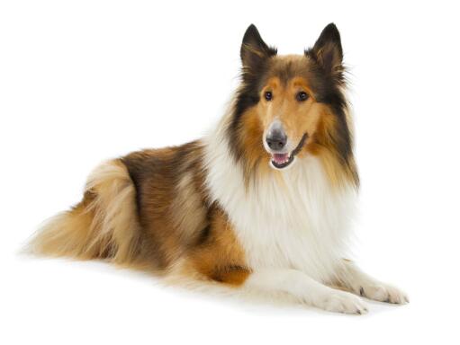 weekend kandidatskole holdall Collie (ru) hund | Dog Breeds