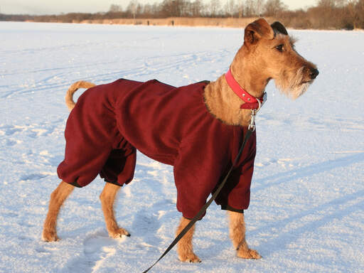 En smuk, høj irish terrier med en rød pels for at holde den varm