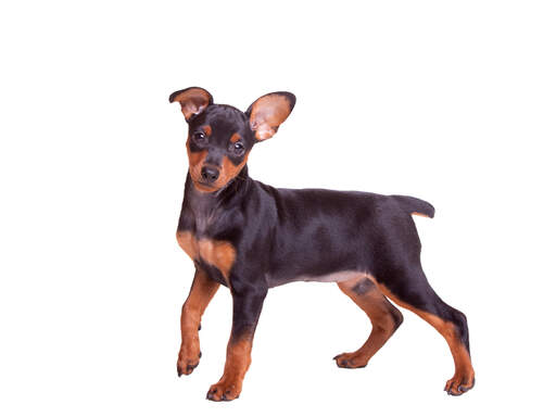 En dejlig lille miniature pinscher med frække små ører