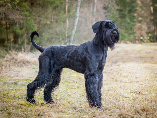 Giant-schnauzer-udenfor