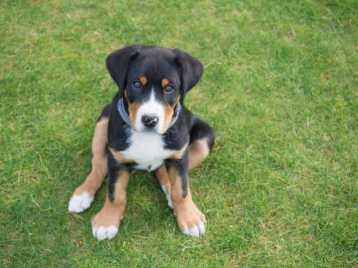 Greater-swiss-mountain-white-puppy