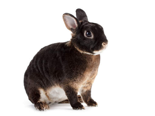 Rex kanin Rex For Sale Rabbit Breeds