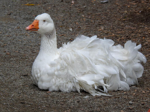 Sebastopol Goose liggende på jorden