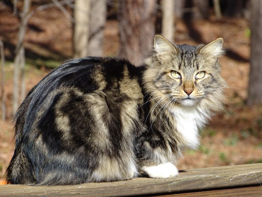 Amerikansk langhåret bobtail kat siddende i skov