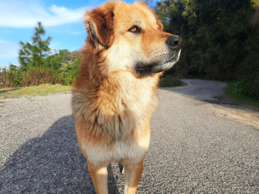 Smuk chiNook hund, der kigger ud i det fjerne med skov i baggrunden