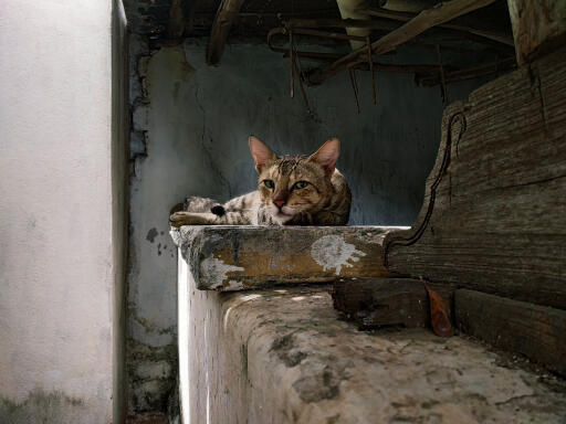 Sokoke kat hviler på en væg