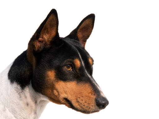 En dejlig sort hvid og brun basenji