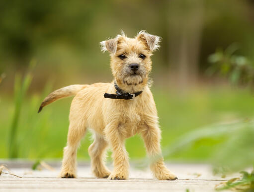 En smuk lille cairn terrier hvalp, der står højt