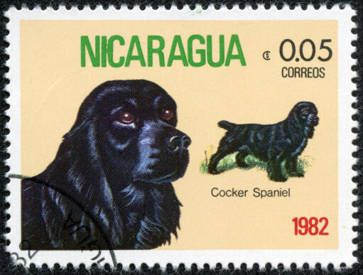 En cocker spaniel på et mellemamerikansk frimærke