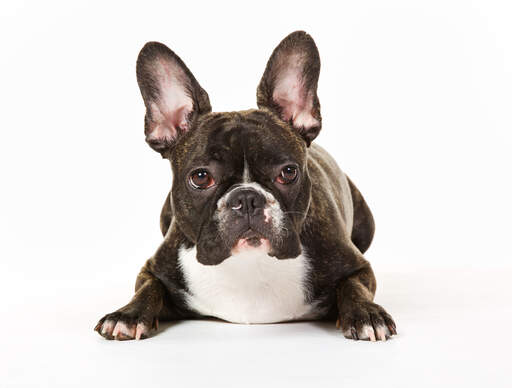 De karakteristiske høje, spidse ører hos en fransk bulldogge
